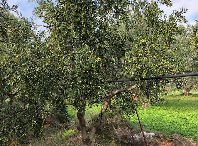 Elena νεαπολη βοιων